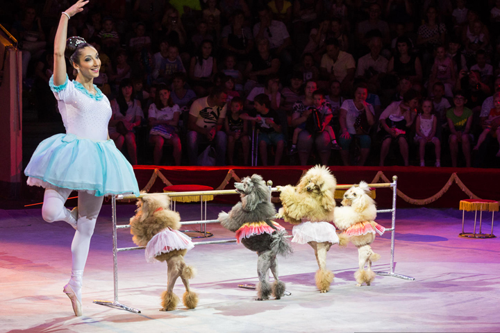 В программе - дрессированные собачки, ламы и огромные львы. Фото: Олег ДИМИТРОВ.