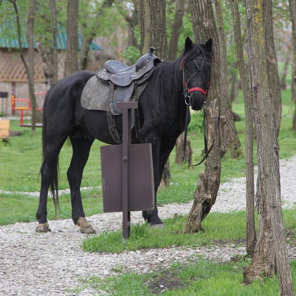 Гостям предлагают конные прогулки