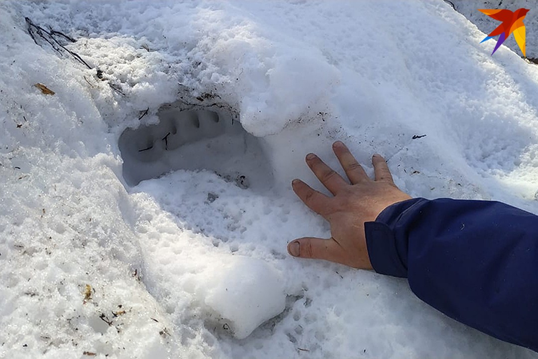 Медведи ходят совсем рядом
