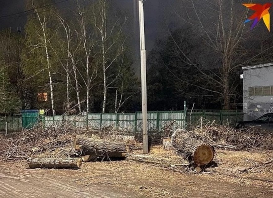 Срубленные деревья никто убирать не торопится
