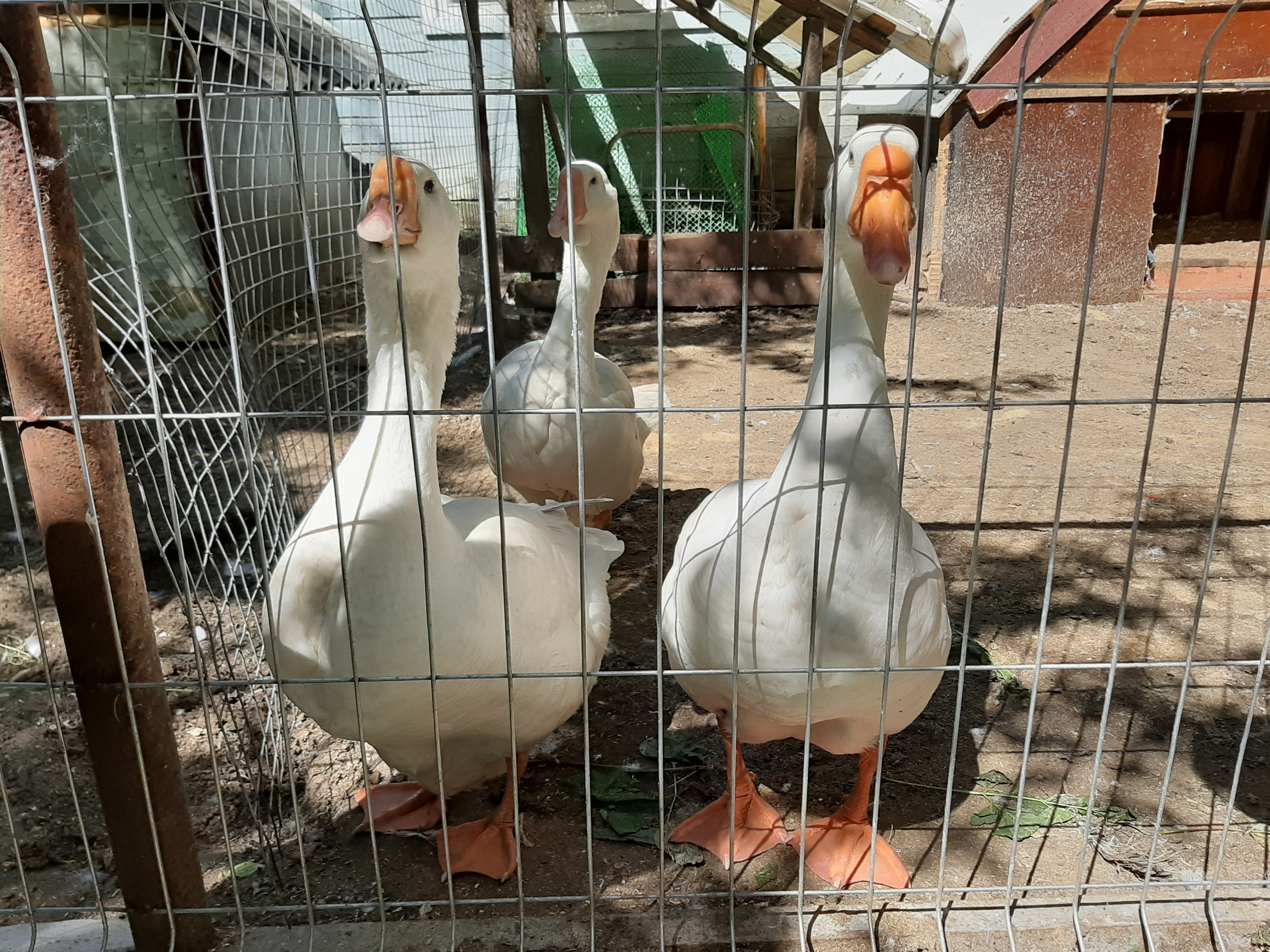 На «Чайке» обустроен маленький зоопарк: в нем живут курочки, гуси и настоящий кабан.