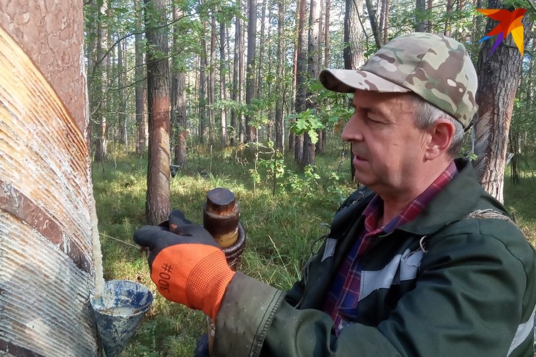 Надрезы на дереве вздымщик делает раз в пять-шесть дней.