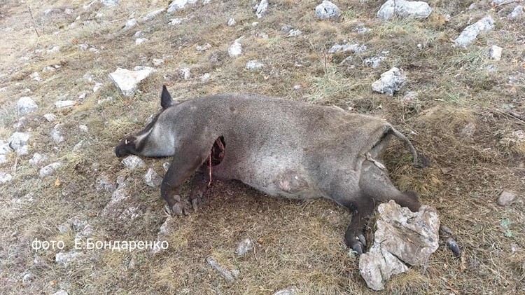 На памяти экскурсовода это первый подобный случай. Фото: страница в Facebook Евгения Бондаренко