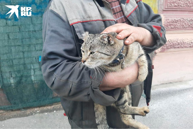 Кроме Вороны у Владимира живет кошка по имени Уша - тоже, можно сказать, найденыш.