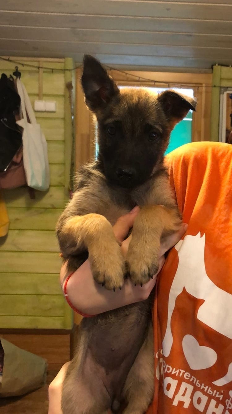 Сейчас состояние малышки стабильное. Фото: группа вконтакте "Волонтеры Сострадания НН | Путь к счастью"