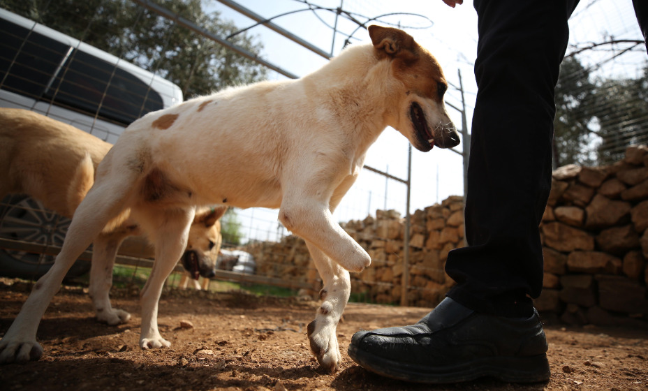 Футболисты чемпионата Румынии будут выходить на игры с бездомными собаками, чтобы найти им кров. Фото: Global Press Look