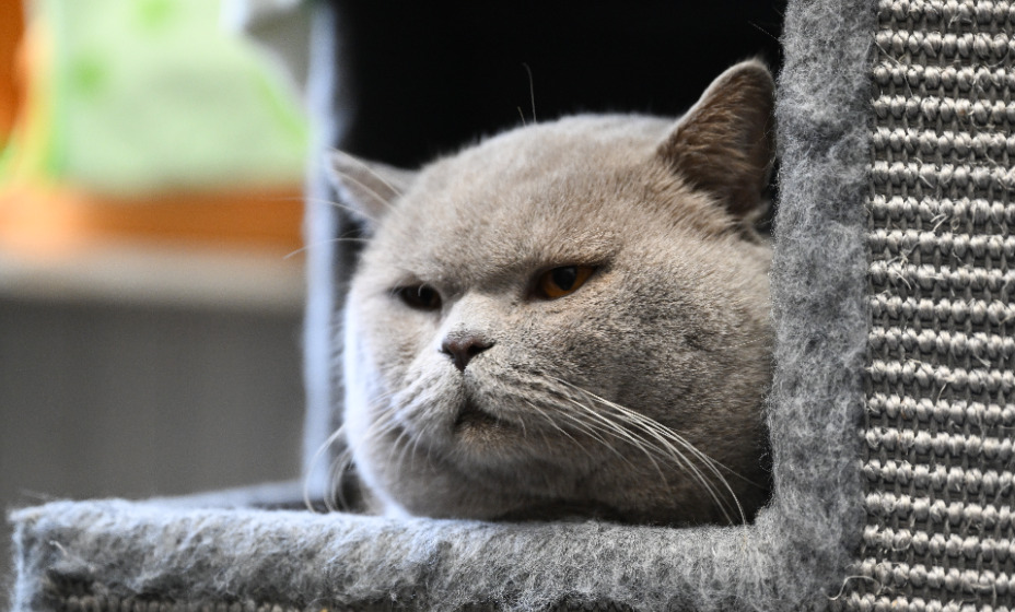 Дембеле старается избегать встречи с котами. Фото: Global Look Press