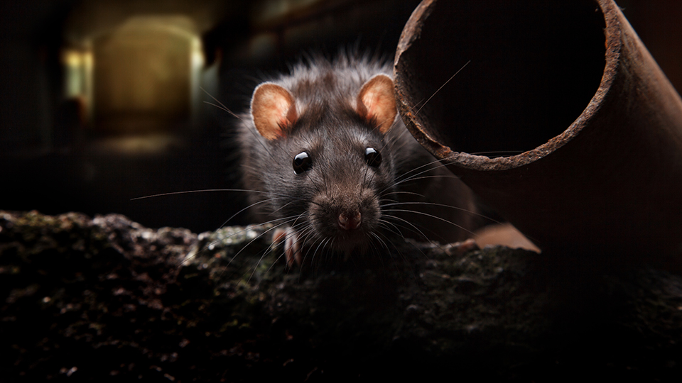 К чему снятся крысы