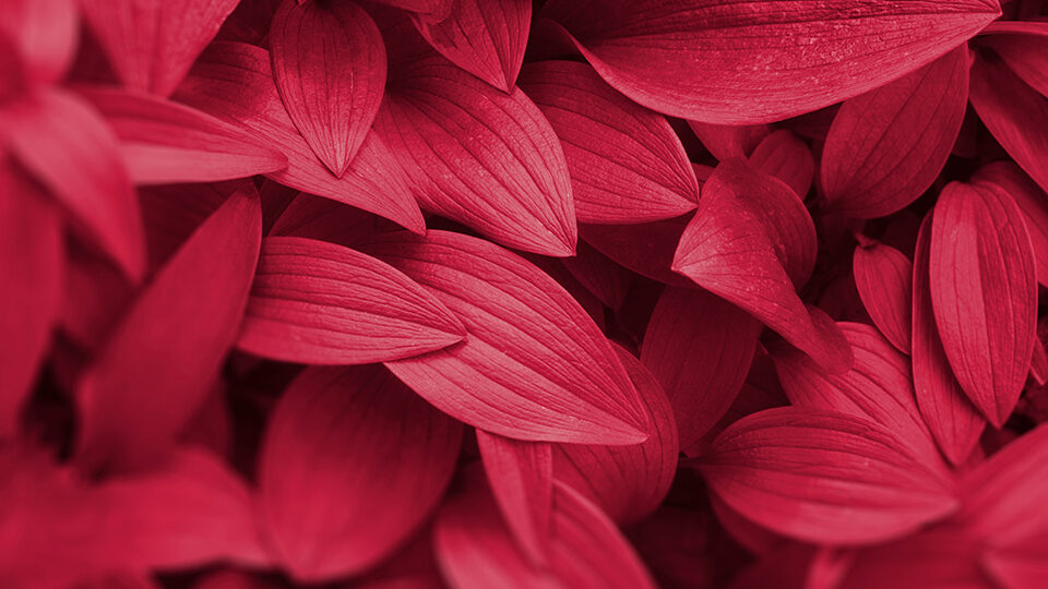 Цвет 2023 года: Viva Magenta