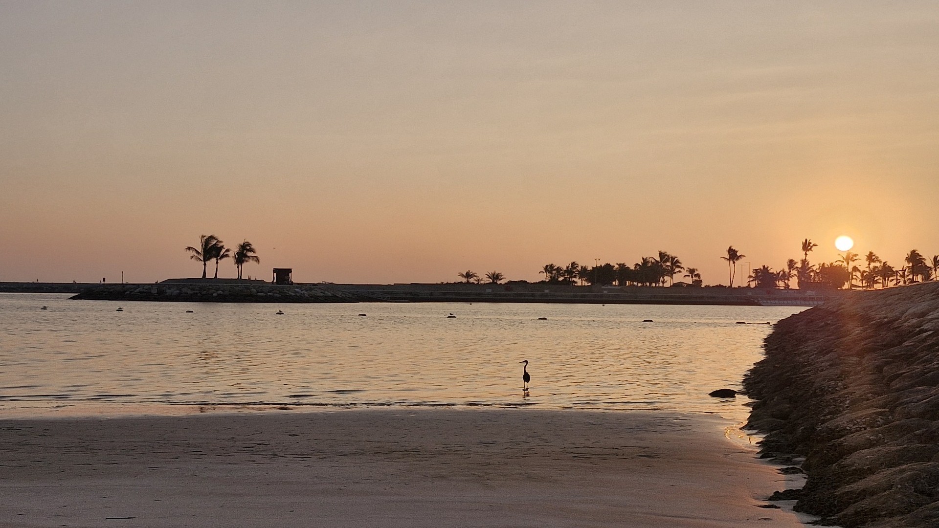 Цапля в море на закате, курорт Салала.