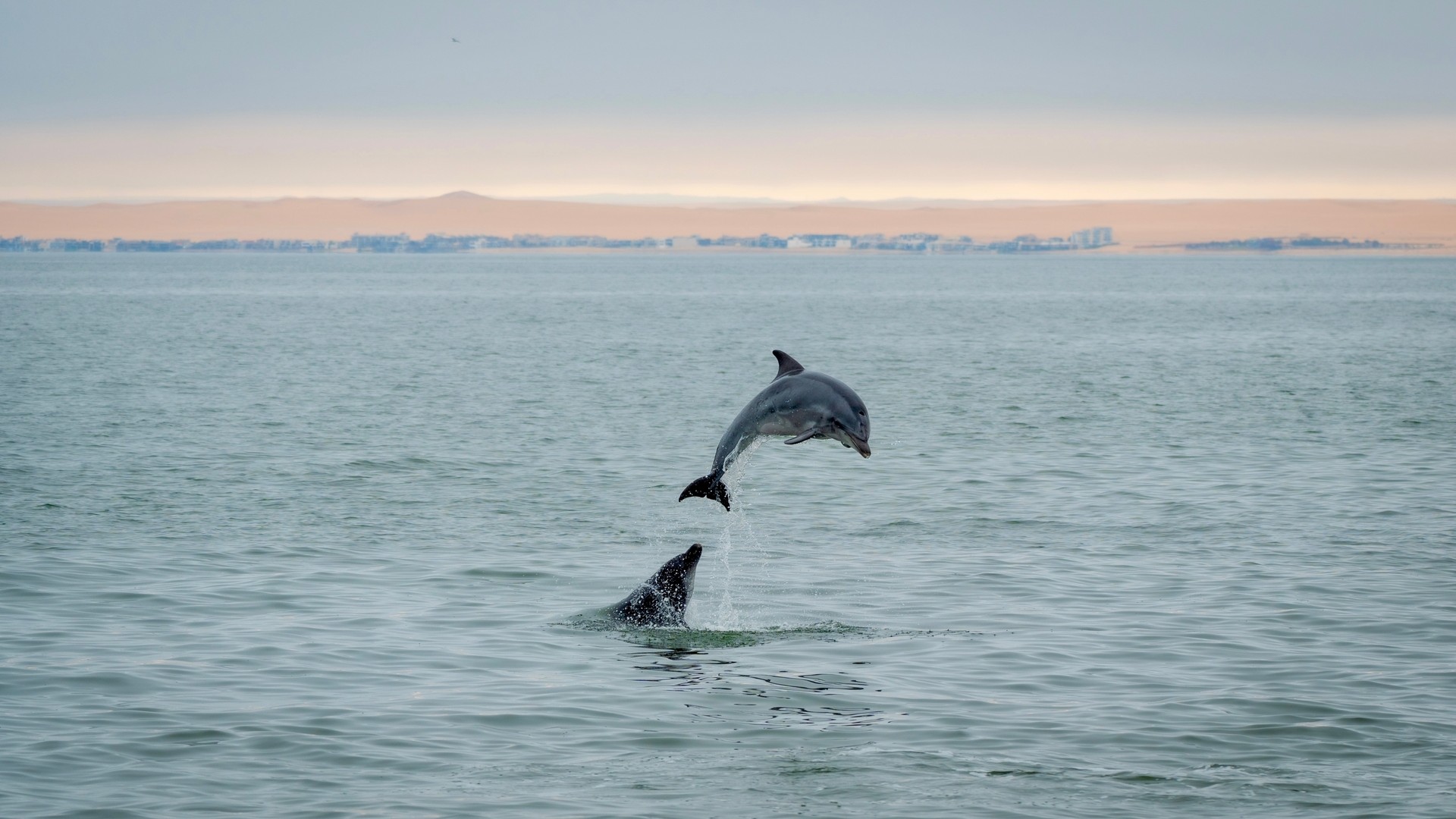 Дельфины в Атлантическом океане у побережья Уолфиш-Бей, Намибия.