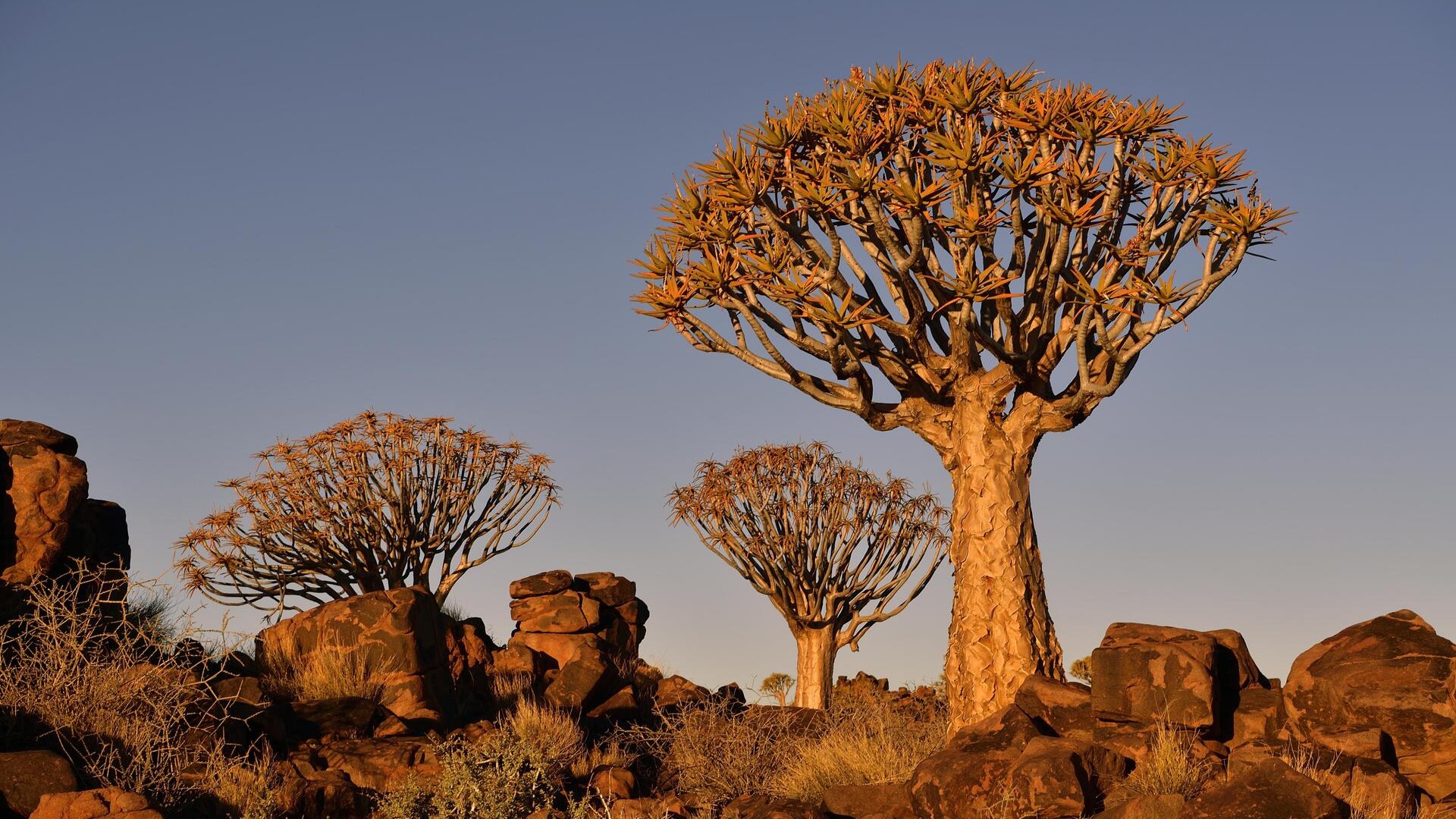 Дихотомические алоэ в вечернем свете, Намибия.